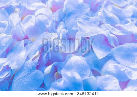 Beautiful Soft Romantic Blue Lavender Petals Abstract Backround With Waterdrops