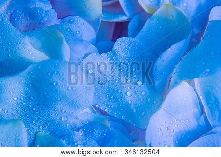 Beautiful Soft Romantic Blue Lavender Petals Abstract Backround With Waterdrops