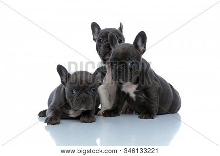 Three eager French bulldog puppies curiously looking away while laying down, and sitting next to teack other on white studio background