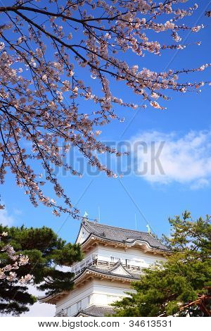 Odawara linna ja Cherry Blossom