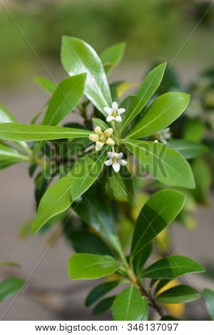 Kohuhu Leaves - Latin Name - Pittosporum Tenuifolium