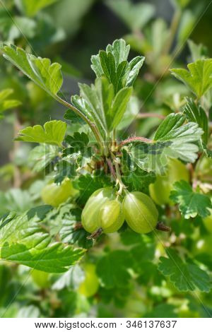 Gooseberry Hinnomaki Green Fruit - Latin Name - Ribes Uva-crispa Hinnomaki Green