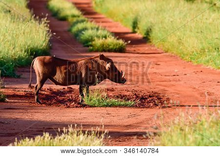 Warthog In The Tsavo East, Tsavo West And Amboseli National Park In Kenya