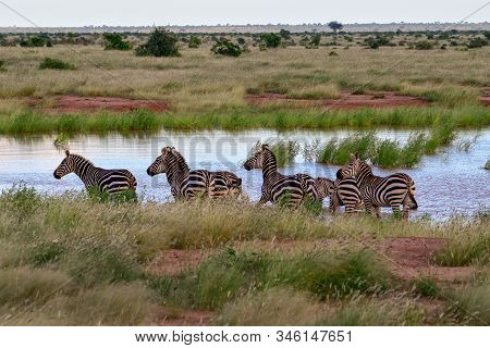 Zebra In The Tsavo East, Tsavo West And Amboseli National Park In Kenya
