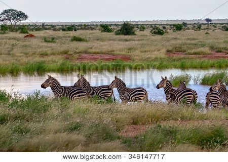 Zebra In The Tsavo East, Tsavo West And Amboseli National Park In Kenya