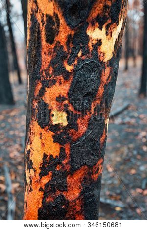 A Tree With Charred Burnt Patterns On Its Trunk After Bush Fires Swept Through The Area