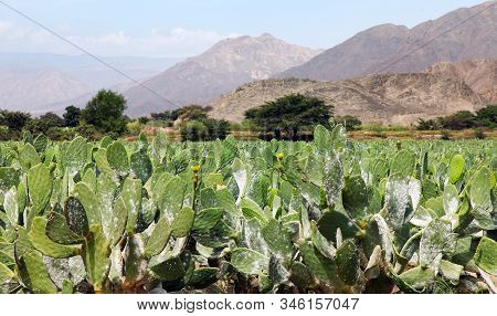 Prickly Pear Cactus Or Opuntia Field Near Nasca Town In Peru, Opuncia Cactuses Are Typical Agricultu