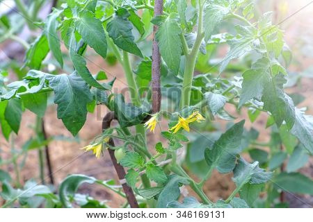 Small Green Tomato And Yellow Flowers Growing On Tomato Plant, Closeup View. Agrobusiness And Farmin