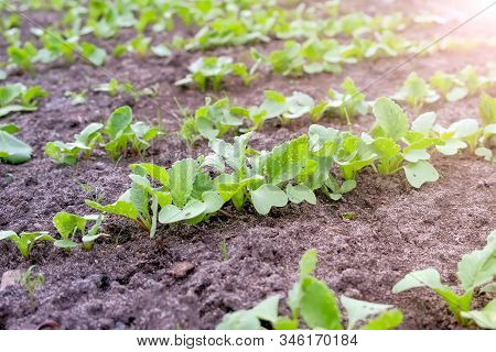 Baby Radish Growing On Farm In Open Ground, Farming And Gardening Concept. Agrobusiness And Farming 