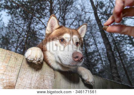 Stealing Husky Dog From The Yard. Siberian Husky Want To Steal. Pet Reaches Over The Fence For Tasty