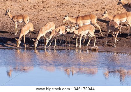 A Group Of Impalas -aepyceros Melampus- Drinking From A Waterhole In Etosha National Park, Namibia.