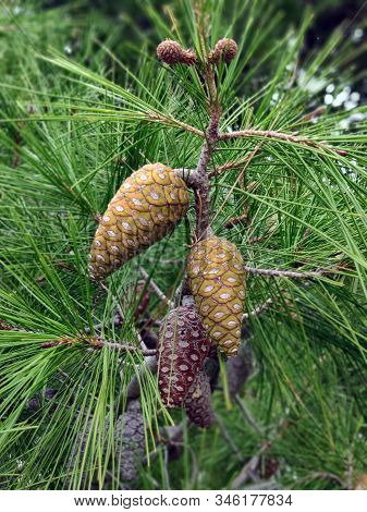 Pine Cones On A Tree. Green Natural Background. Selective Focus.