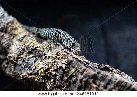 Portrait Of Live Monitor Lizard Varan Dof Sharp Focus Space For Text Macro Reptile Jungle Aquarium H