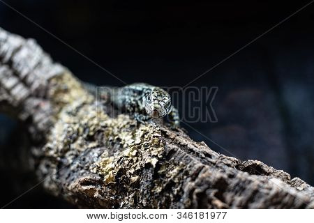 Portrait Of Live Monitor Lizard Varan Dof Sharp Focus Space For Text Macro Reptile Jungle Aquarium H