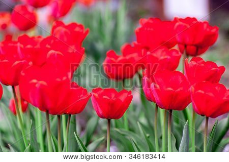 Beautiful Bright Red Tulips In The Photo With A Blurred Background And Soft Focus Trick For Greeting