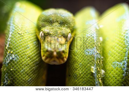 A Close-up View Of A Green Tree Python Slithering On A Tree Sleeping Eyes Dof Sharp Focus Space For 