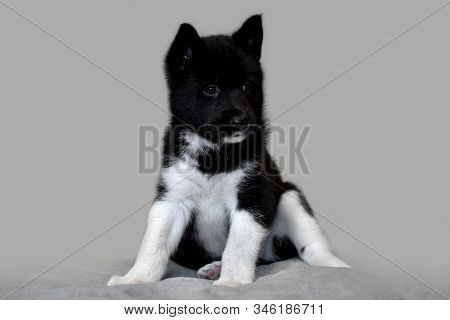 Puppy Husky Black And White Color. Northern Dog Breed Russian-european Laika.