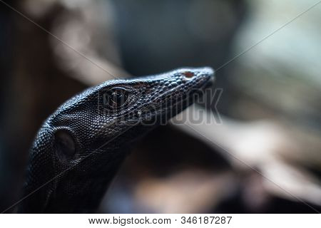 Portrait Of Live Monitor Lizard Varan Dof Sharp Focus Space For Text Macro Reptile Jungle Aquarium H