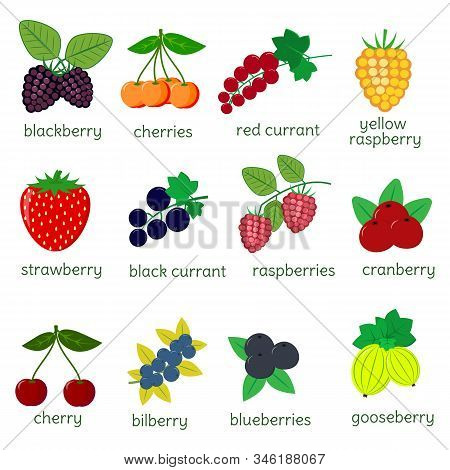 Ripe Berries Collection Set, Twelve Icon Elements On A White Background With Text. For Your Design C