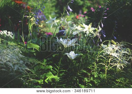 Beautiful Summer Garden. Various Dark Green Vegetation On A Flower Bed In The Park. Lily Flowers, Bl