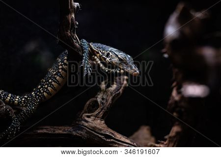 Portrait Of Live Monitor Lizard Varan Dof Sharp Focus Space For Text Macro Reptile Jungle Aquarium H