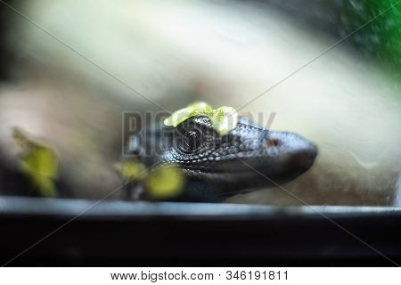 Portrait Of Live Monitor Lizard Varan Dof Sharp Focus Space For Text Macro Reptile Jungle Aquarium H