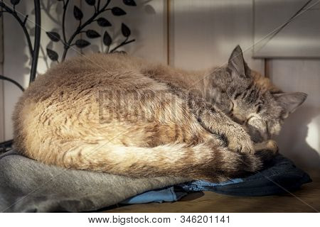 Sleeping Cat. Cat Curled Up, Sunny Day Light