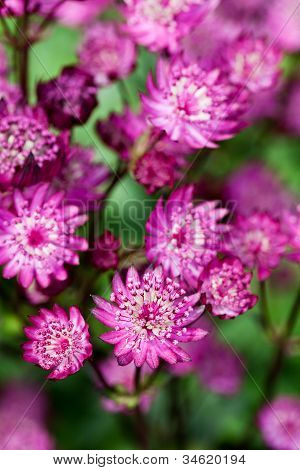 Rubra Masterwort