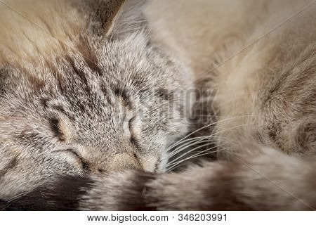 Portrait Cute Sleeping Cat, Close Up. Cat Curled Up.