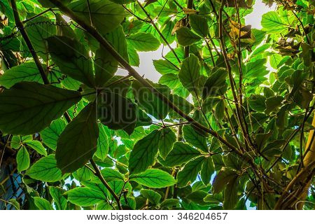 Leaves Of A Giant Grape Vine Plant, Tropical Cultivated Plant Specie, Horticulture And Nature Backgr