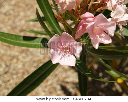 Dipladenia