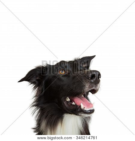 Closeup Portrait Of A Cheerful Purebred Border Collie Dog Looking Up Isolated On White Background Wi