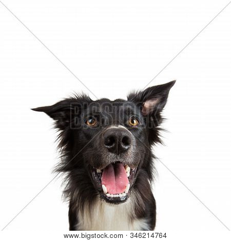 Close Up Portrait Of Purebred Dog Funny Emotion. Open Mouth And Big Eyes Looking Up Attentive Starin