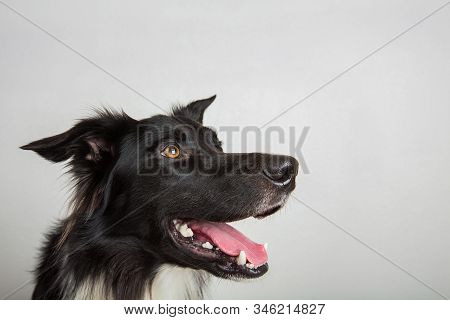 Closeup Portrait Of A Cheerful Purebred Border Collie Dog Looking Aside Isolated On Grey Wall With C