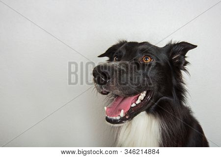 Closeup Portrait Of A Cheerful Purebred Border Collie Dog Looking Aside Isolated On Grey Wall With C