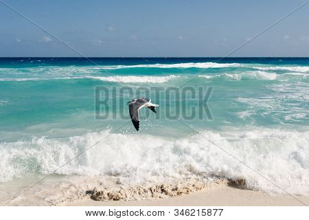 Seagull Flies Along The Water. Caribbean Tropical Turquoise Beach Cancun, Playa Del Caren, Mayan Riv