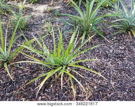 Green Plants In Brown Mulch Or Wood Chips