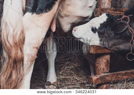 A Black And A Small Calf Stands In A Shed Tied Near A Cow.