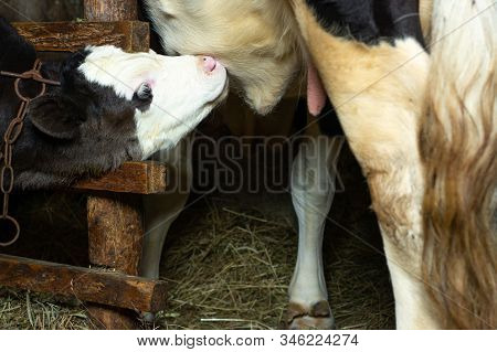 A Black And A Small Calf Stands In A Shed Tied Near A Cow.