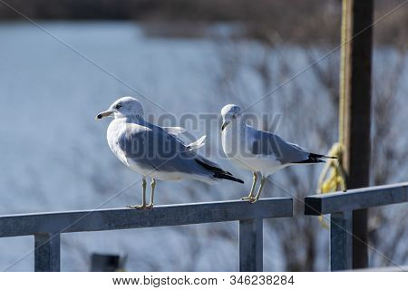 Pair Or Ring Billed Gulls Standing On Dock Rail
