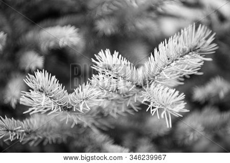 Winter Is Coming. Branches Of Pine Spruce Close Up. Coniferous Evergreen Spruce Tree. Symbolizing Im