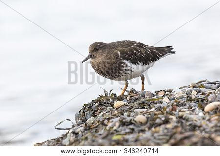 Black Turnstone Bird At Whiterock Bc Canada