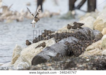 Black Turnstone Bird At Whiterock Bc Canada