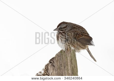 Song Sparrow Bird At Richmond Bc Canada