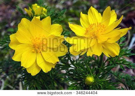 Top View Of Flowers Adonis Vernalis, Known As Pheasants Eye, Spring Pheasants Eye, Yellow Pheasants 