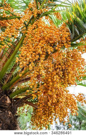 Date Palm With Ripe Fruits, Background. Barcelona, Spain. Catalonia