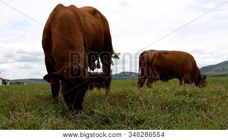 Eunapolis, Bahia / Brazil - March 28, 2008: Cattle Are Seen On A Farm In The City Of Eunapolis