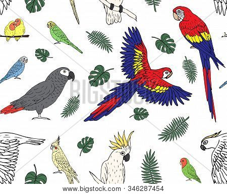 Vector Seamless Pattern Of Hand Drawn Doodle Sketch Colored Parrots Isolated On White Background