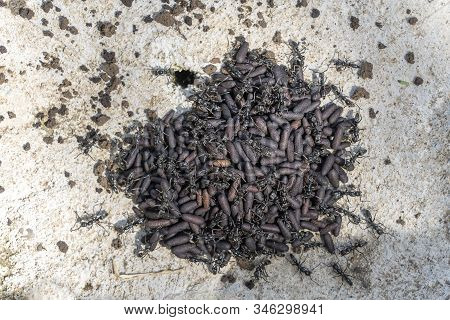 Ant And The Nest Of Ants, Close Up, Tanzania, Africa