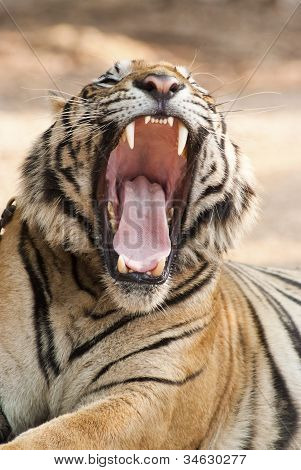 Ringhio Tiger